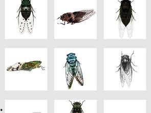 漫画知了,夏日里的成长与蜕变